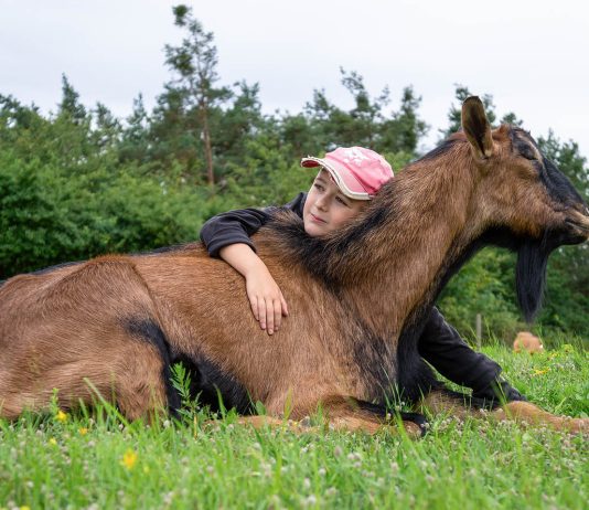 Léto na farmě