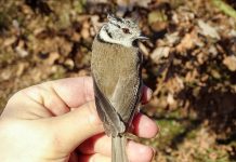 Pozvánka na společné pozorování u ptačího krmítka