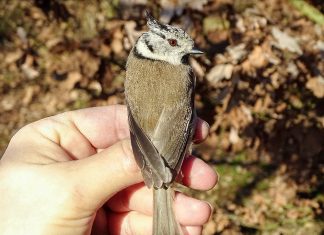 Pozvánka na společné pozorování u ptačího krmítka