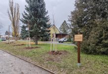 Dobříš se opět zazelenila: v ulici Školní proběhla výsadba stromů a keřů