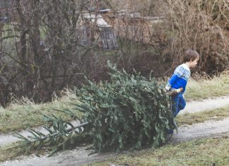 Kam po Vánocích s vánočním stromečkem?